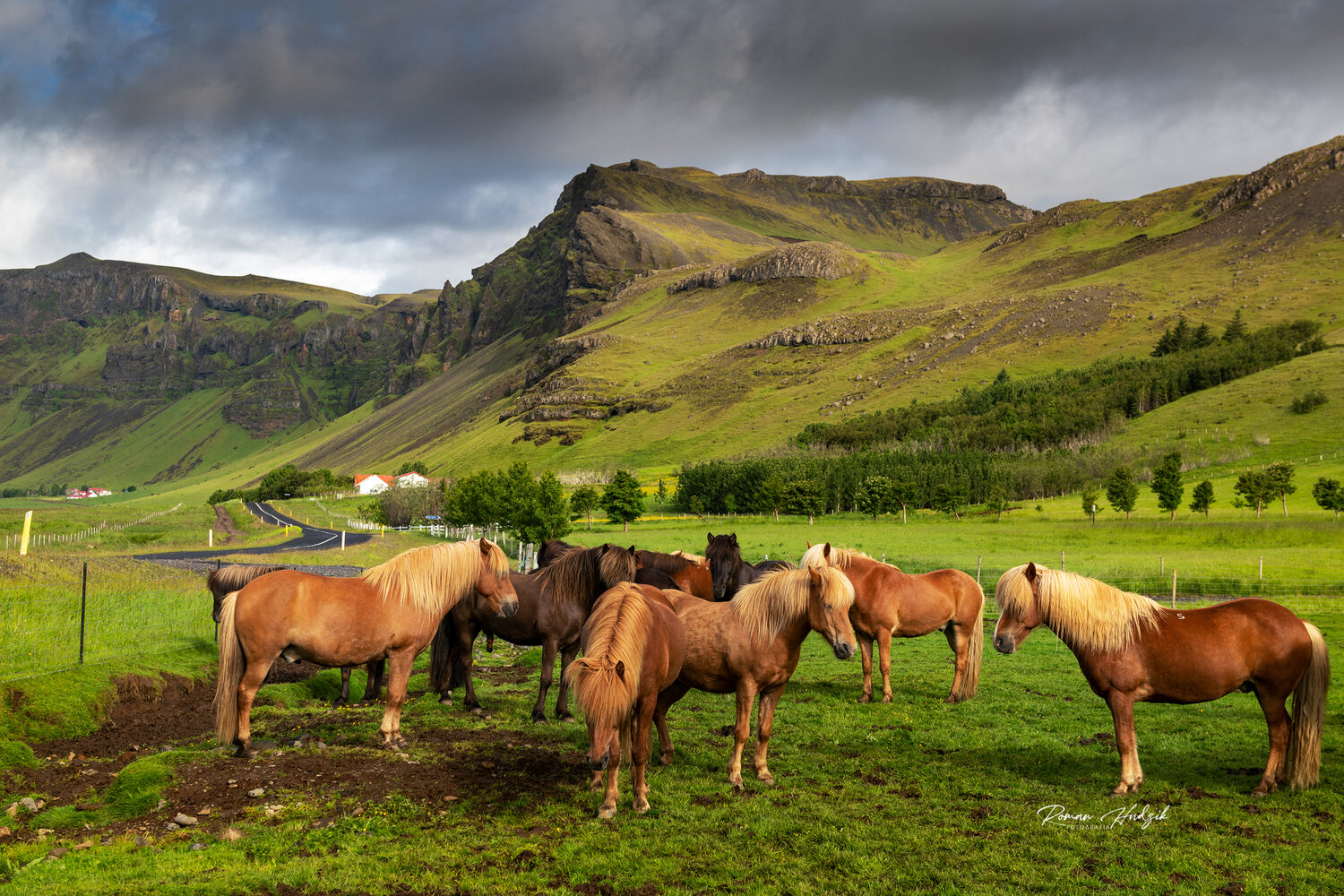 Horses, Mountains, Island, Grass, Travel, Nikon, Nikon D 850, Landscape, Hudzik Roman