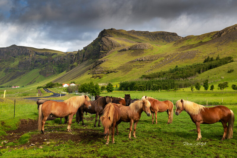 Horses фото превью