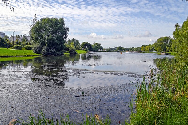 Август на городском пруду фото превью