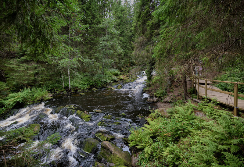 карелия., лес., долина, водопадов.  фото превью