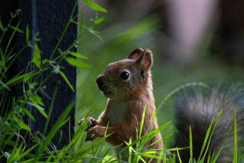 Squirrel