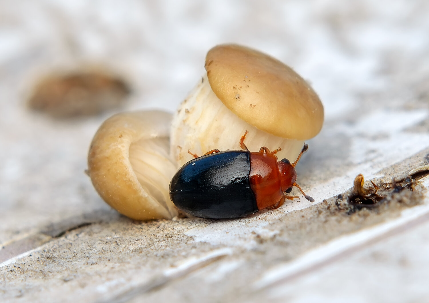 грибовик красноногий, triplax rufipes, грибовики, erotylidae, жук, грибы, Черенков Павел