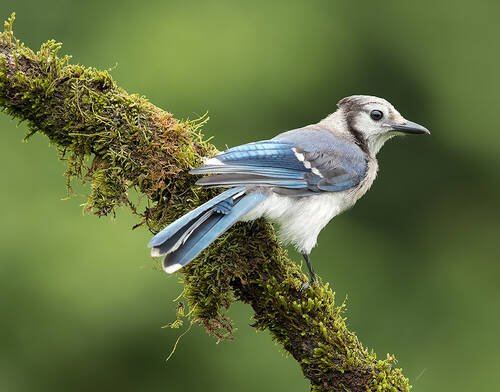 Blue Jay, Juvenile - Молодая Голубая Сойка