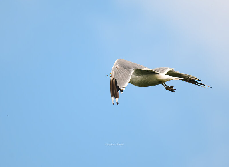 Чайка, Bird Ням! фото превью