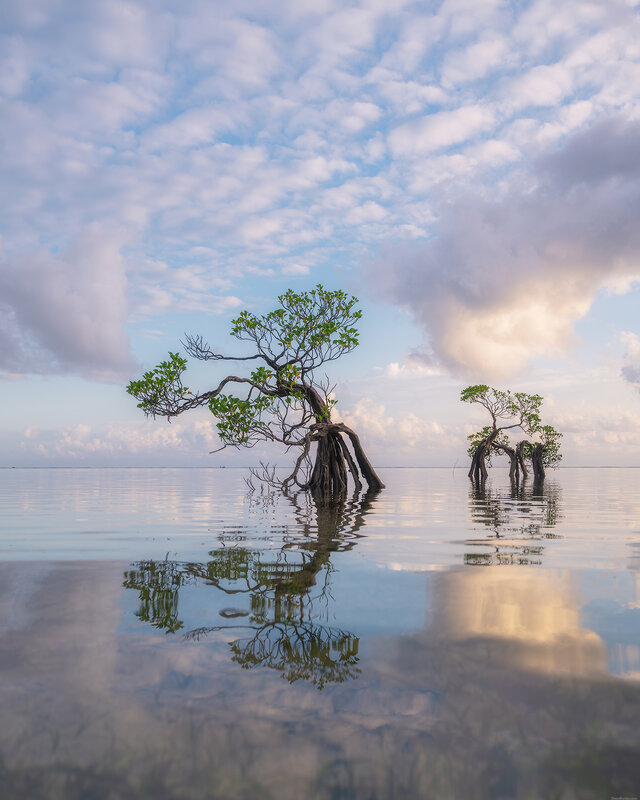 Sumba dancing trees фото превью