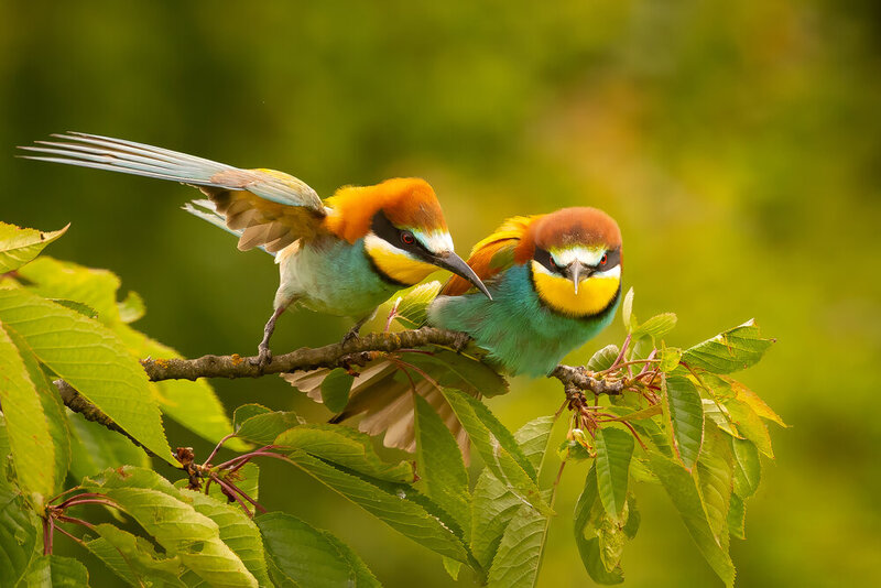Bee-eater фото превью
