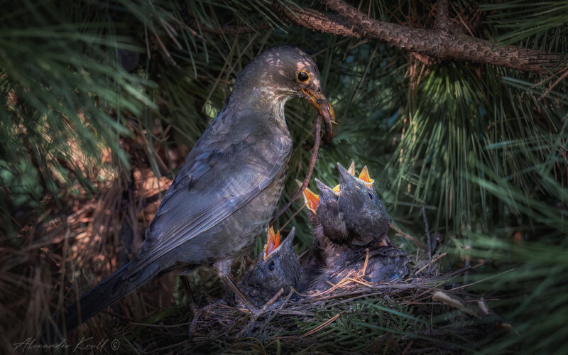 дрозд, черный дрозд, turdus merula, птенцы, кормление, гнездо Четверо голодных фото превью