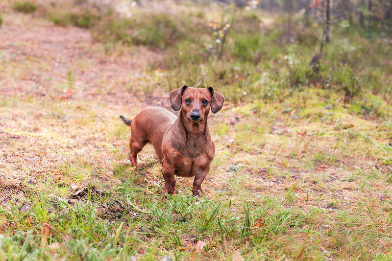 животные, собаки, такса, природа, лес, домашние животные, animals, pets, dogs, nature, forest Лесная встреча фото превью