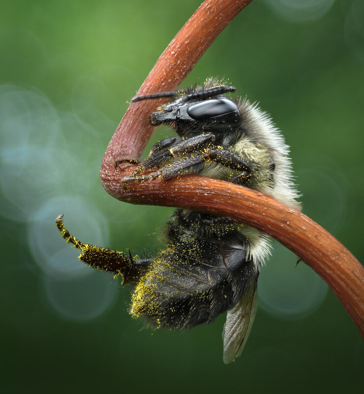 bee, bumblebee, insect, macro, pollen Suspended фото превью