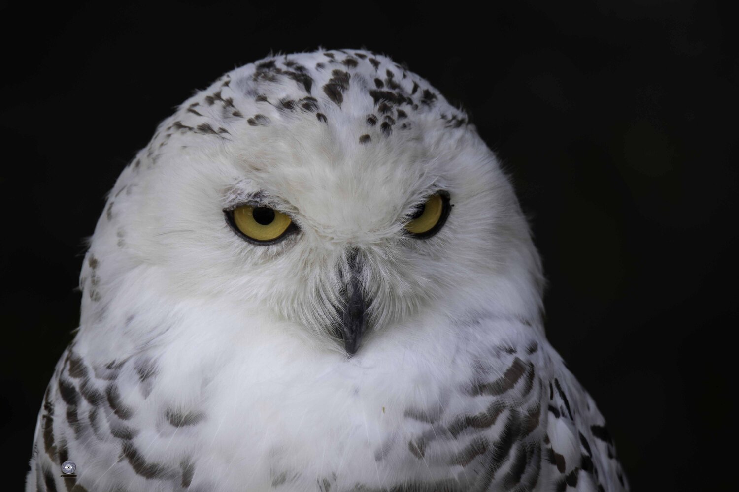 Snowy owl. Автор: Ali Pashang , Ali Pashang