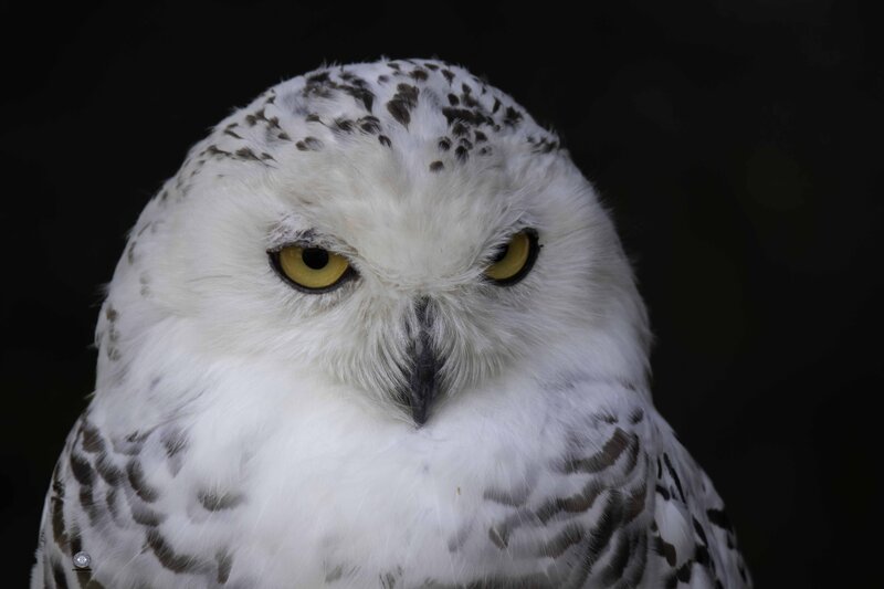 Snowy owl фото превью