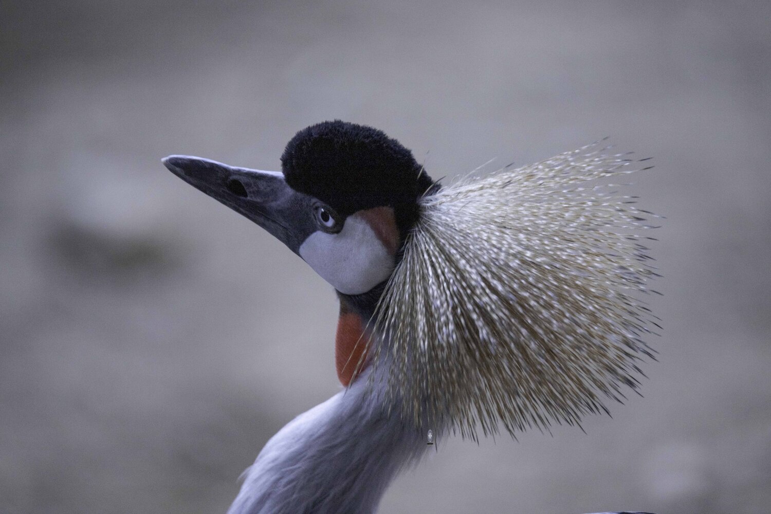 Grey-necked crowned crane. Автор: Ali Pashang , Ali Pashang
