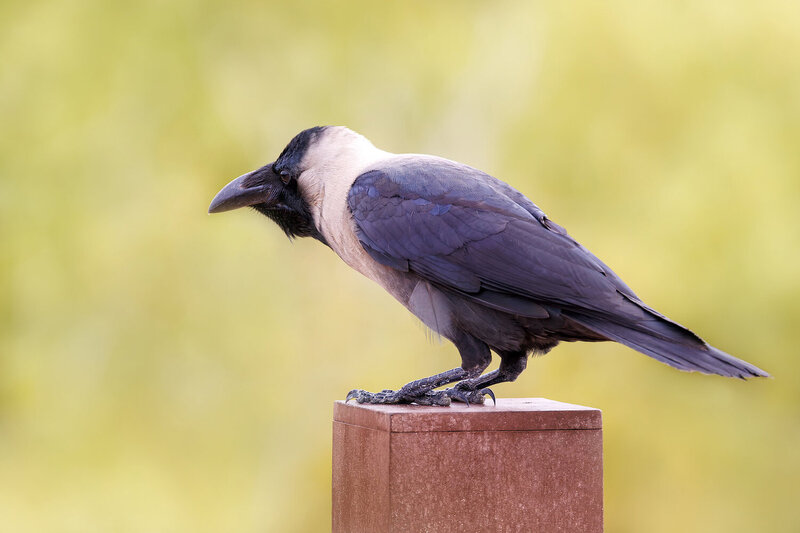 птица, фотоохота, блестящий ворон, ворон, corvid, corvus splendens Блестящий ворон фото превью