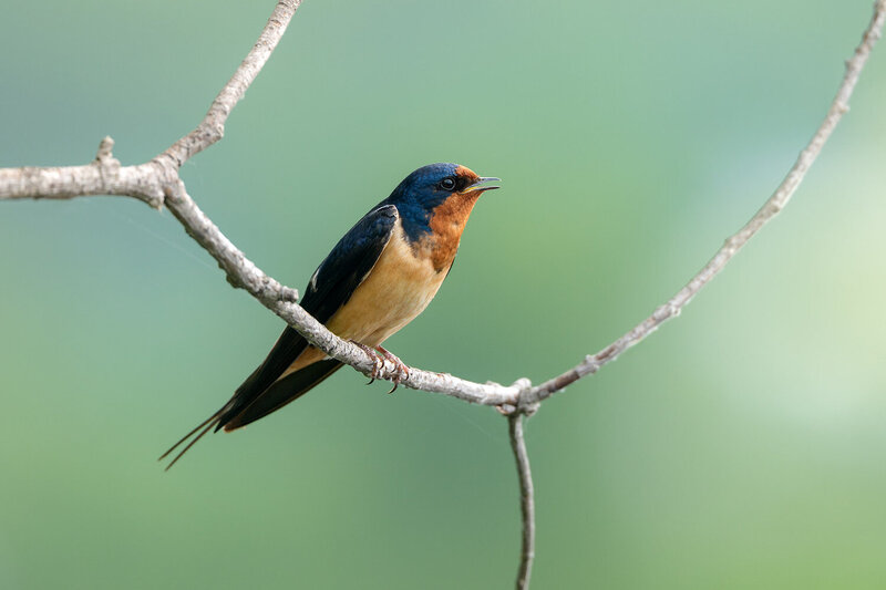 птица, фотоохота, деревенская ласточка, ласточка, hirundo rustica Деревенская ласточка фото превью