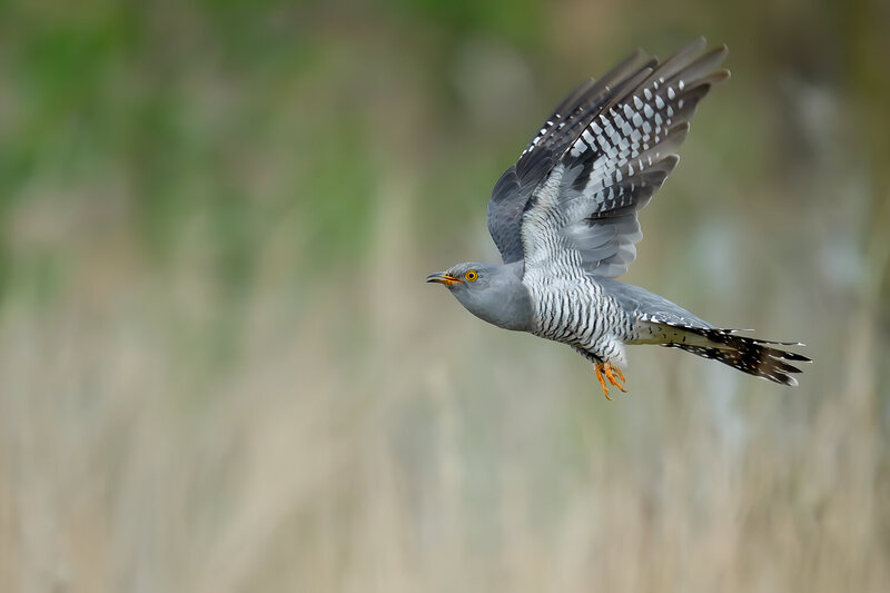 common cuckoo, cuculus canorus, cuckoo, bird, wild bird, bird in flight, flying bird, flight, wings raised, wings spread, flight feathers, barred plumage, patterned feathers, yellow eye, orange feet, wildlife, wildlife photography, bird photography, natur Cuckoo in Flight фото превью