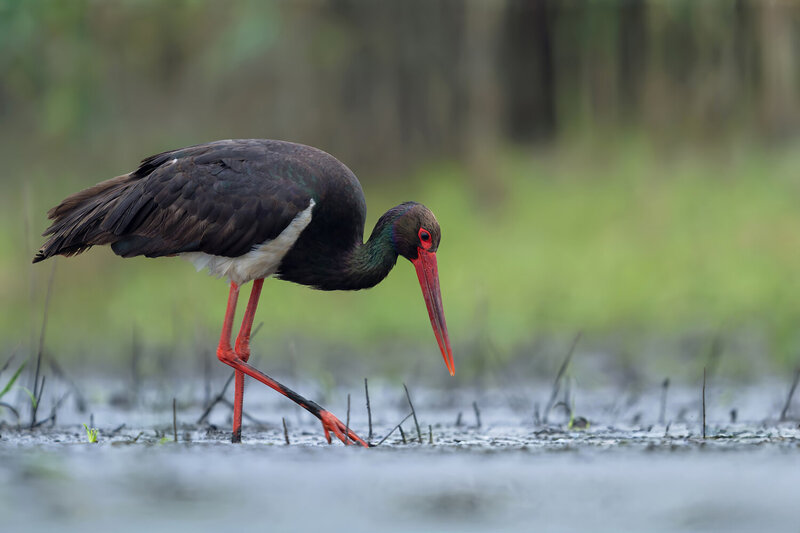black stork, ciconia nigra, stork, black stork bird, wild bird, wading bird, wetland bird, water bird, bird walking, foraging bird, feeding behavior, searching for food, wetland, shallow water, marsh, swamp, mud, muddy habitat, natural habitat, wildlife,  Black Stork Foraging in Wetland фото превью