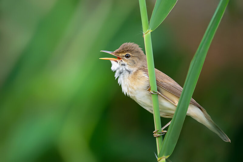 marsh warbler, acrocephalus palustris, warbler, songbird, singing bird, bird singing, calling bird, vocalization, territorial song, breeding season, wild bird, wildlife, wildlife photography, bird photography, nature, nature photography, european bird, eu Singing Marsh Warbler фото превью