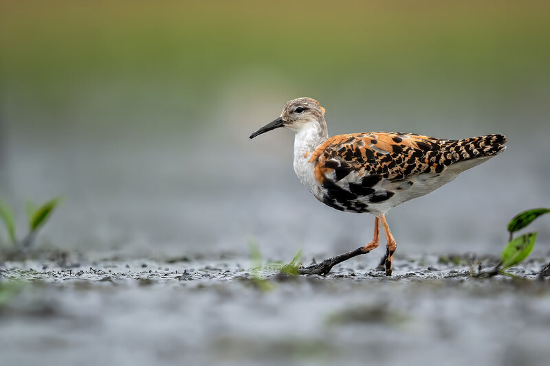 ruff, calidris pugnax, philomachus pugnax, wader, shorebird, wetland bird, bird, wild bird, wildlife, wildlife photography, bird photography, nature, nature photography, breeding plumage, breeding season, colorful plumage, orange plumage, feather pattern, Ruff in Breeding Plumage фото превью