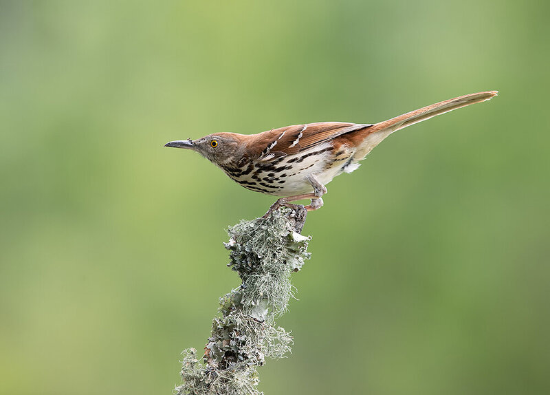 brown thrasher, коричневый пересмешник, пересмешник, thrasher, birds, wild, птицы Brown Thrasher - Коричневый пересмешник фото превью