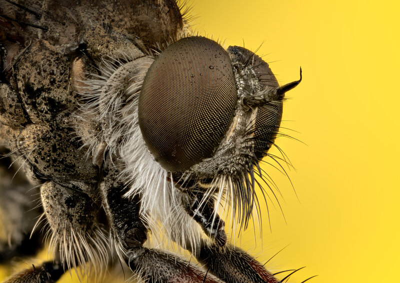 ultramacro, macro, insect, portrait Neoitamus фото превью