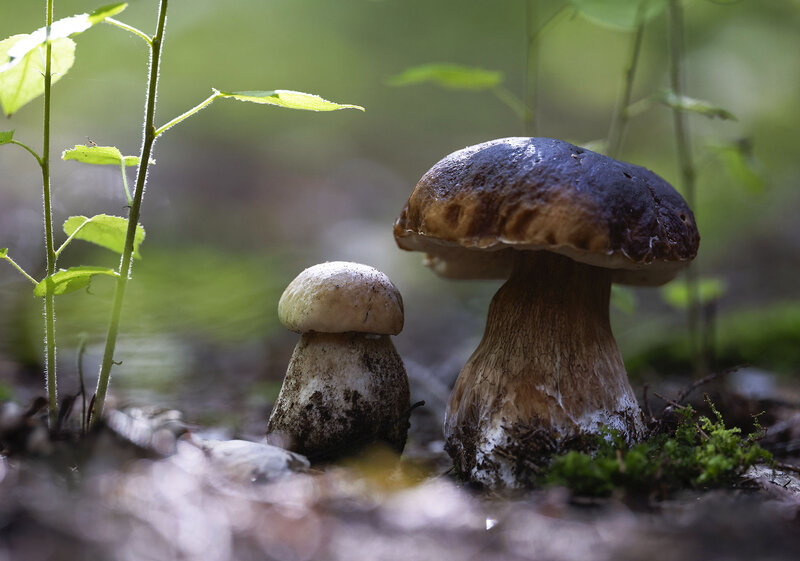 Лесная идиллия фото превью