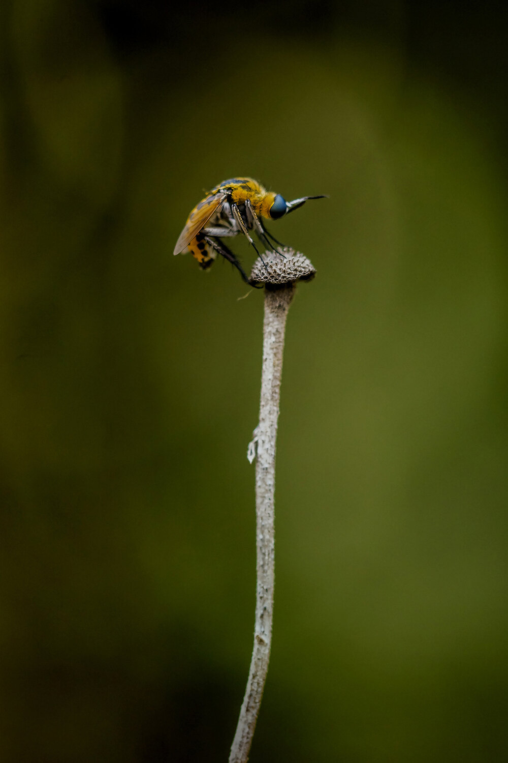 animal, insect, diptera, bokeh, close up, Andr&eacute;s Emilio