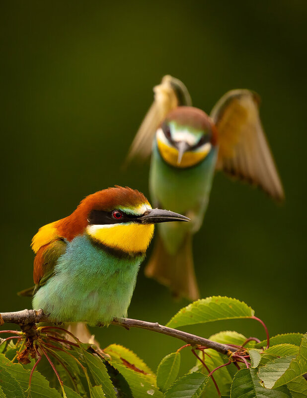 Bee-eater фото превью