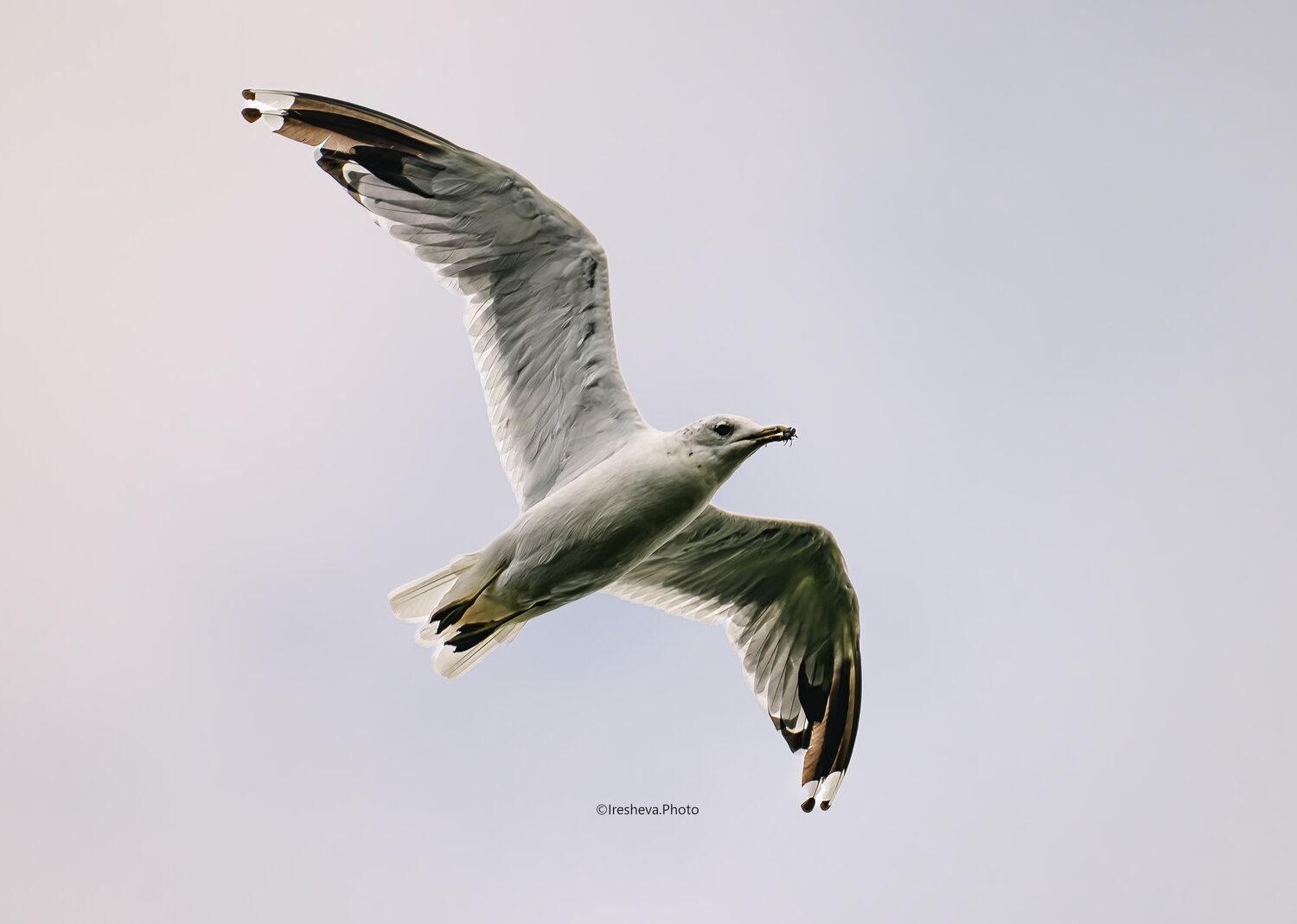 С жучком. Автор: Ирешева Мария Чайка, Bird, Ирешева Мария