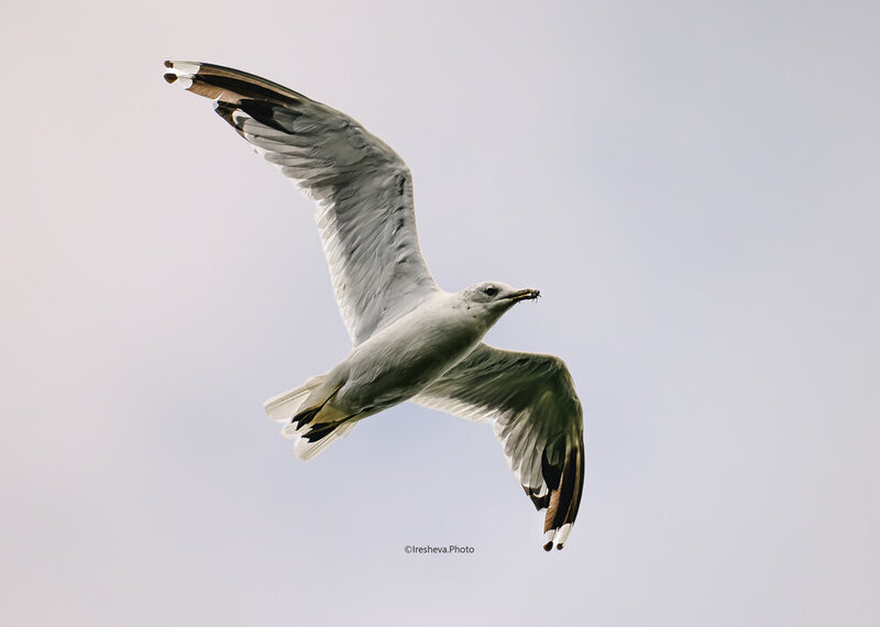 Чайка, Bird С жучком фото превью