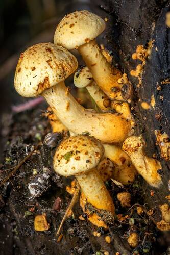 чешуйчатка золотистая (pholiota aurivella)