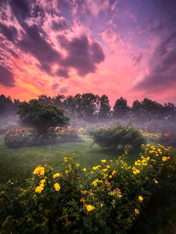 природа, пейзаж, sunset, лето, summer, закат, цветы, flowers, розы, rose, landscape, nature *** фото превью