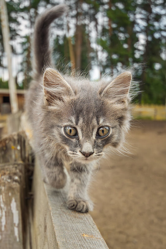 Котёнок фото превью