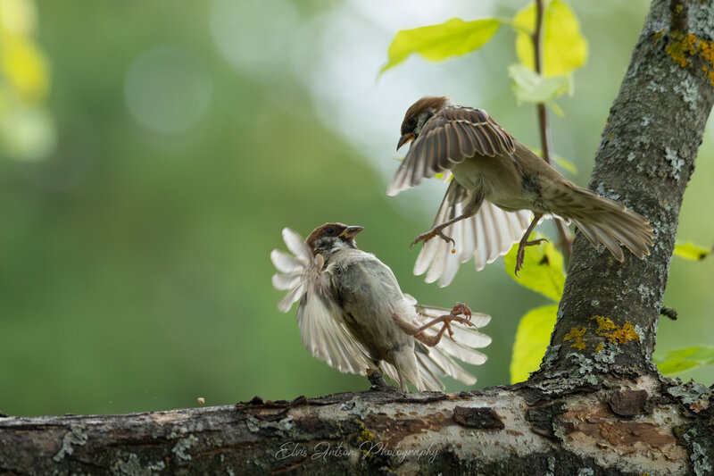 воробей, воробьи, полевой воробей, sparrow, орнитология, дикие птицы, птицы костромской области, костромская область, пернатые, братья наши меньшие, кострома, birds, birdwatching, elvis antson, наблюдение за птицами, движение, дикая природа, птицы европы Воробьи с характером фото превью