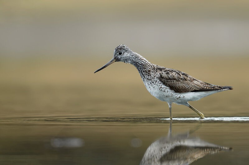 common greenshank, tringa nebularia, greenshank, wader, shorebird, wetland bird, waterbird, bird, wild bird, wildlife, wildlife photography, bird photography, nature, nature photography, european bird, europe, poland, migratory bird, migration, wading bir Common Greenshank Wading in Shallow Water фото превью