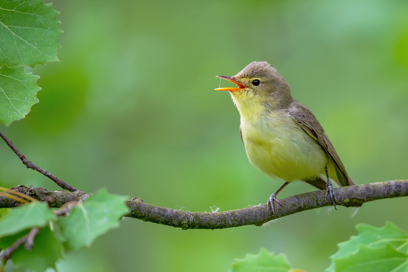 melodious warbler, hippolais polyglotta, warbler, songbird, singing bird, bird singing, calling bird, vocalization, bird song, passerine, bird, wild bird, wildlife, wildlife photography, bird photography, nature, nature photography, european bird, europe, Melodious Warbler Singing Among Green Leaves фото превью