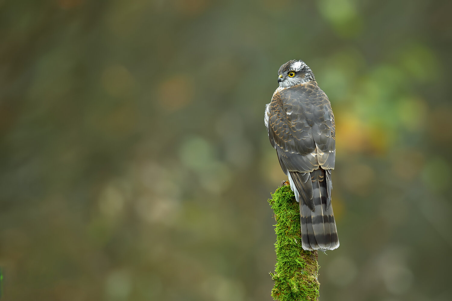 eurasian sparrowhawk, accipiter nisus, sparrowhawk, hawk, bird of prey, raptor, predator, predatory bird, wild bird, bird, wildlife, wildlife photography, bird photography, nature, nature photography, european bird, europe, poland, forest bird, woodland b, Damian Kwasek