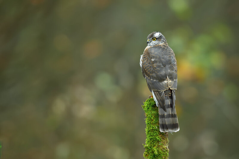 Eurasian Sparrowhawk on a Mossy Perch