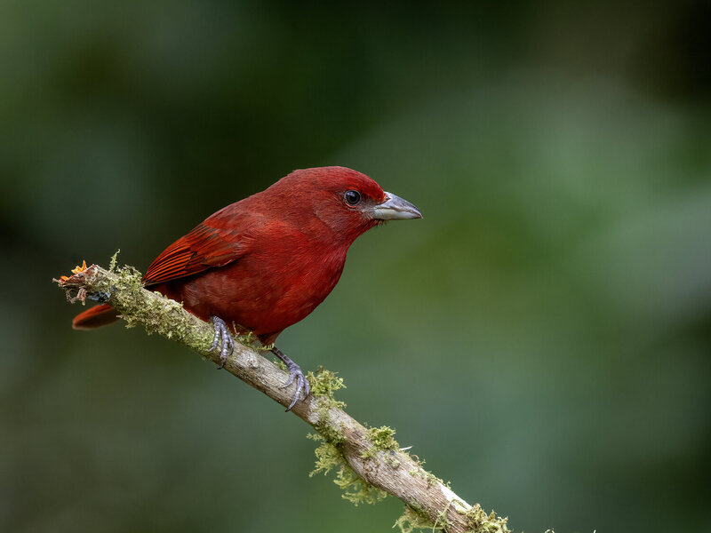 Hepatic Tanager (Male) фото превью