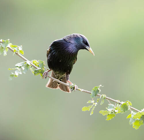 European Starling - Обыкновенный Cкворец