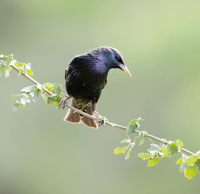 european starling, обыкновенный cкворец, cкворец, starling, birds, wild, птицы European Starling - Обыкновенный Cкворец фото превью