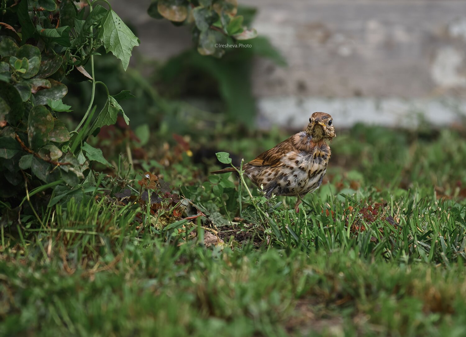 Певчий дрозд, Bird, Ирешева Мария