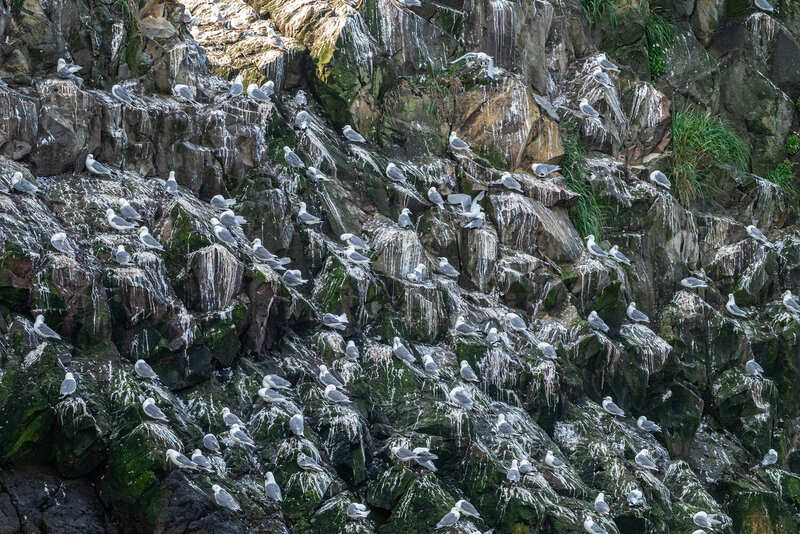камчатка, остров старичков, моевки, птицы, птичий базар Птичий базар на острове Старичков фото превью