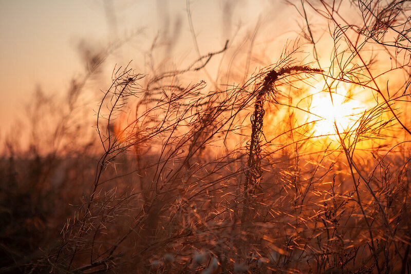 sunrise, landscape, nature, природа, пейзаж, рассвет Золотой рассвет фото превью