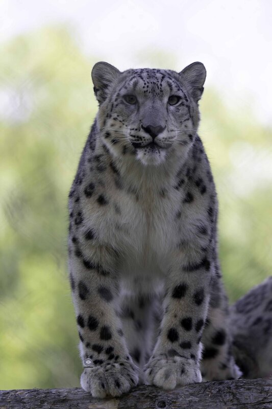 Snow leopard фото превью