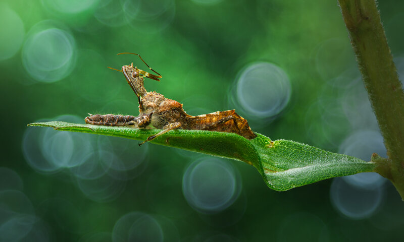 insect, assassin bug, macro, leaf, bokeh Among the moons фото превью