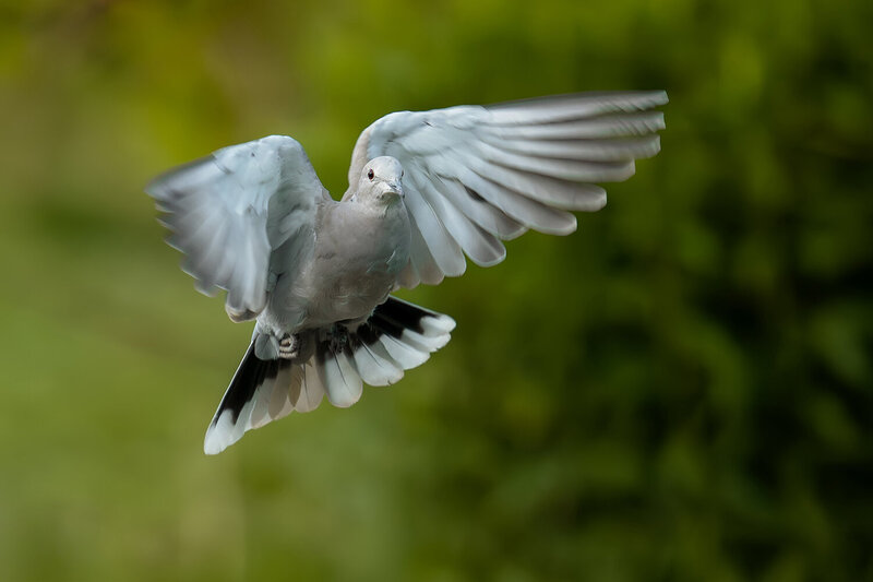 eurasian collared dove, streptopelia decaocto, collared dove, dove, pigeon, bird, wild bird, wildlife, bird in flight, flying bird, flight, wings spread, spread wings, open wings, wing feathers, flight feathers, tail feathers, airborne, landing, hovering, Eurasian Collared Dove in Flight with Wings Fully Spread фото превью