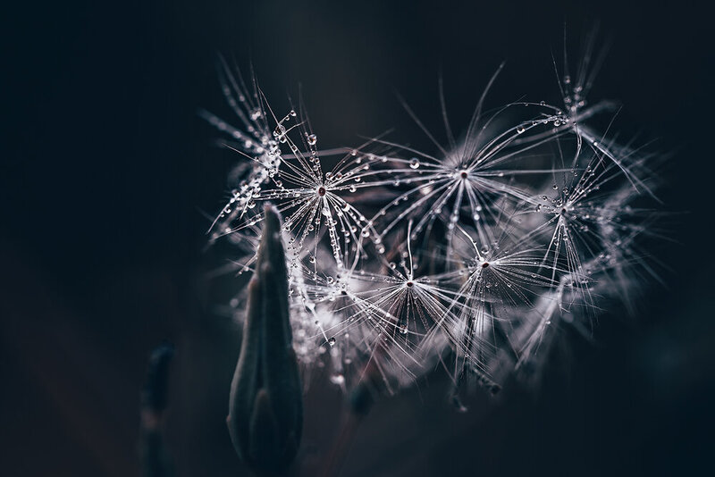 макро, капли воды, капли, пушинки, блики, macro Искры фото превью