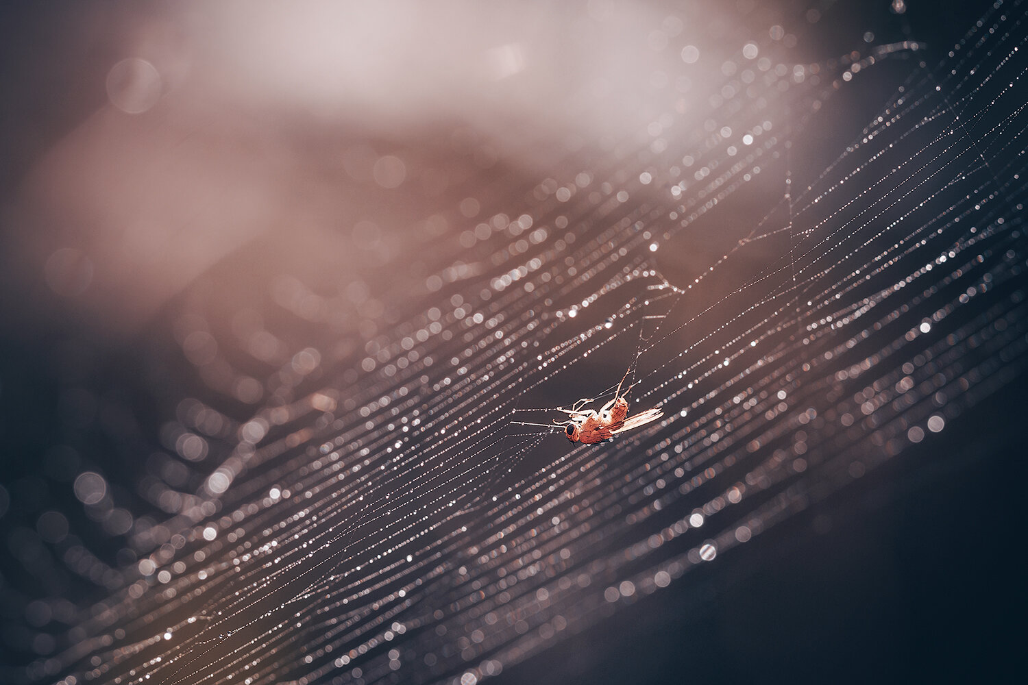 макро, паутина, муха, насекомые, природа, macro, fly, web, nature, insects, Волкова Анна