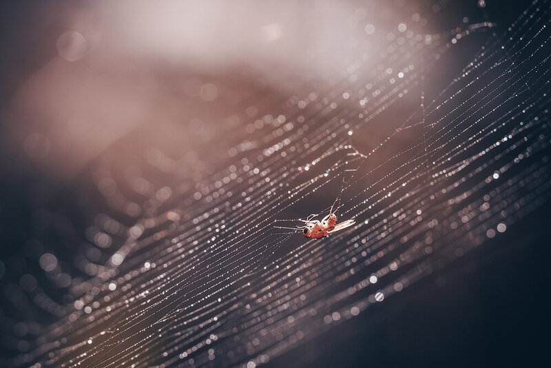 макро, паутина, муха, насекомые, природа, macro, fly, web, nature, insects Поймана в сети фото превью