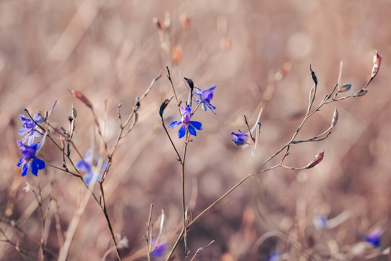 цветы, макро, природа, macro, flowers, nature Степные краски фото превью